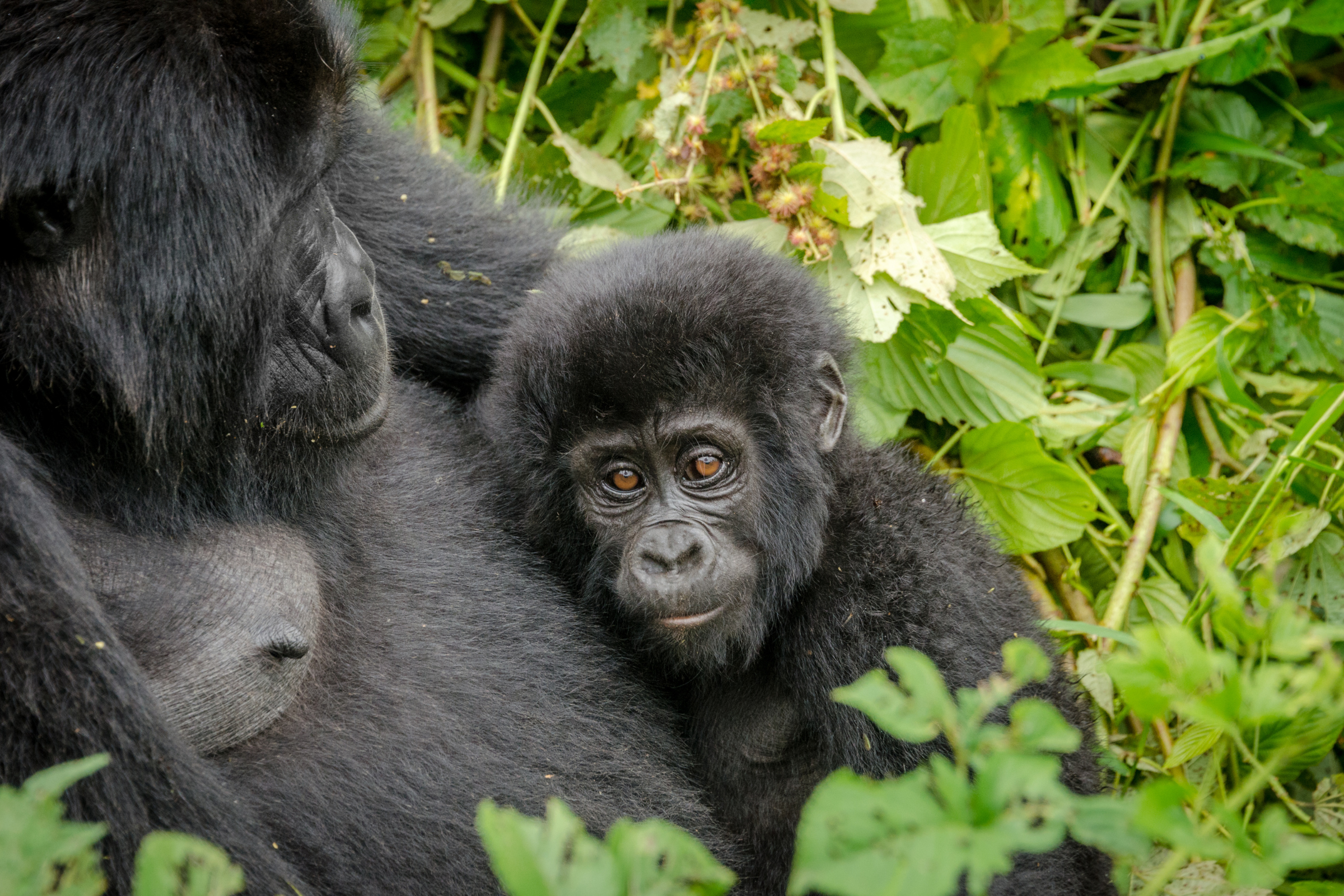 bwindi impenetrable forest national park (4).webp